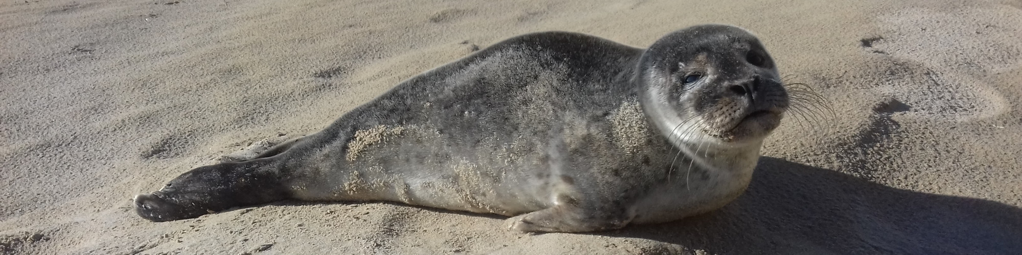 Seal Rescue Ireland