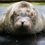 A happy seal pup in care