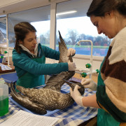 Wildlife Rehabilitation Course