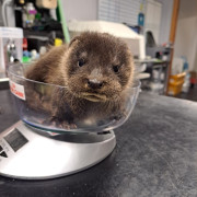 Orphan Otter cub 